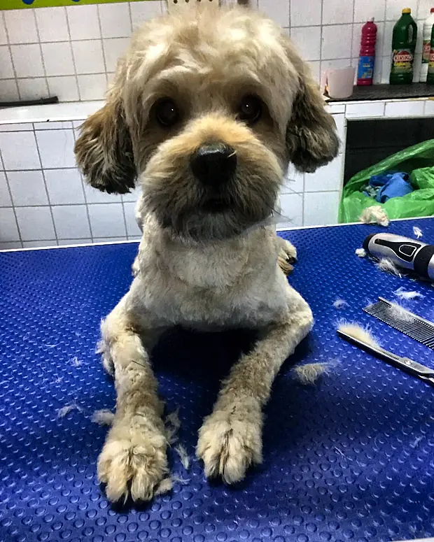 Bichón maltés a medio arreglo sentado en la mesa azul de peluquería