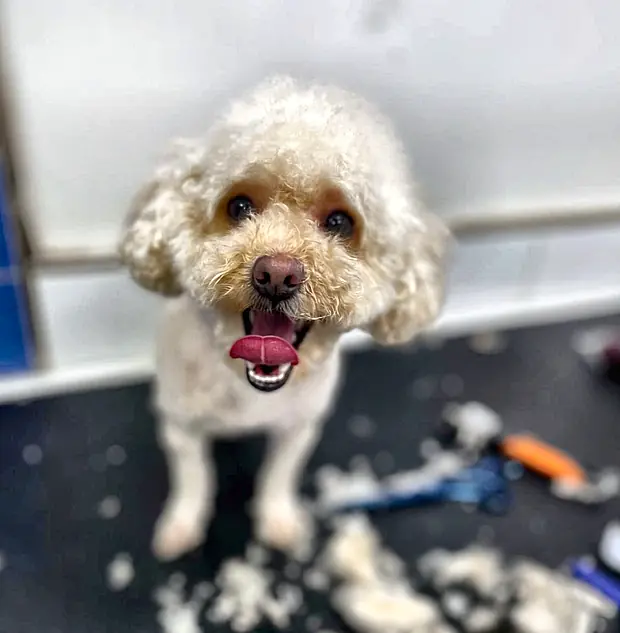 Caniche blanco a medio arreglo sobre la mesa de peluquería canina