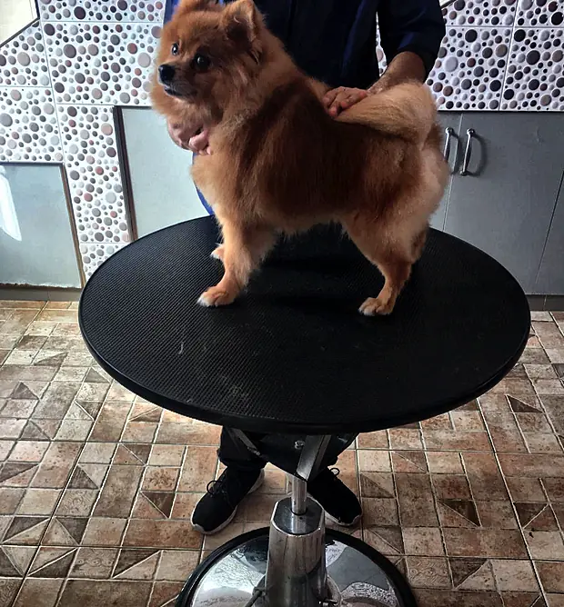 Pomerania arreglado de pie sobre una mesa redonda de peluquería canina