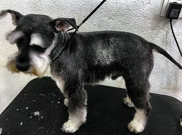 Schnauzer terminado de perfil, con la barba y las cejas arregladas