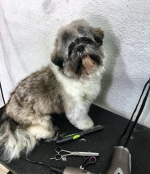 Shih tzu a medio arreglo en la mesa, con la tijera de entresacar al lado