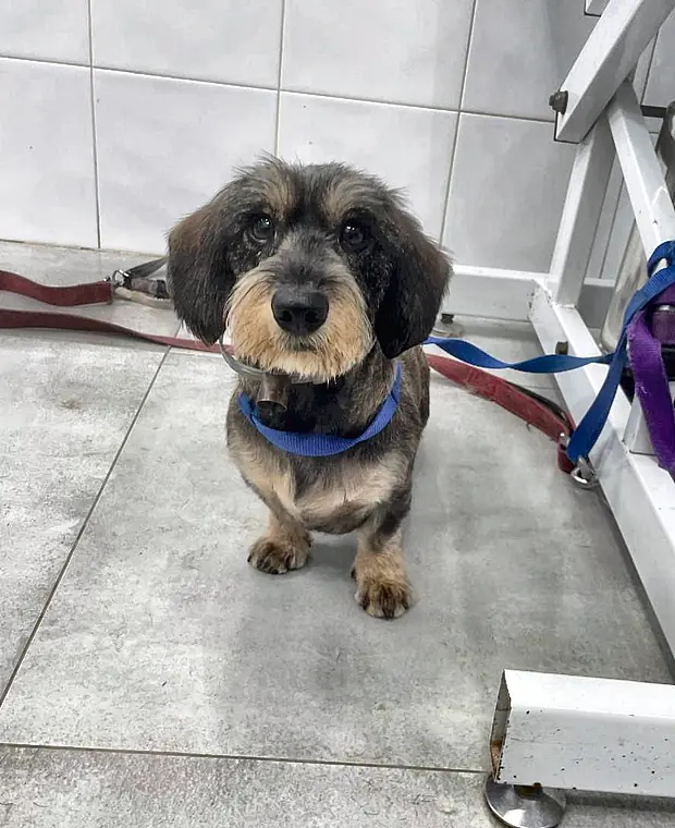 Teckel de pelo duro con collar azul sentado junto a la mesa de peluquería