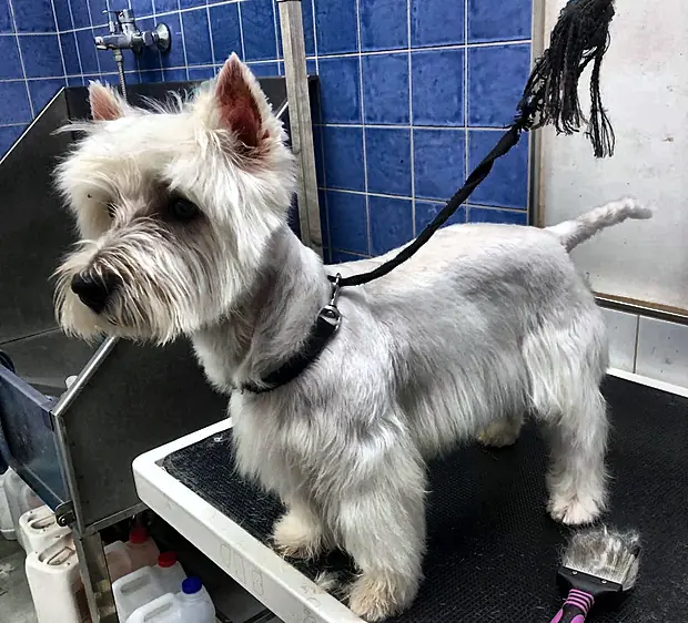 West highland terrier blanco terminado, de perfil junto a la bañera