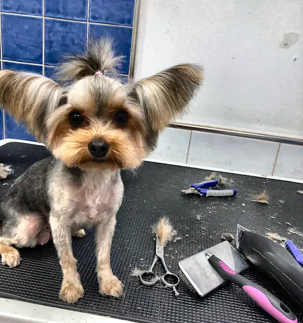 Corte de yorkshire terminado, con coletita y lazo, en peluquería canina