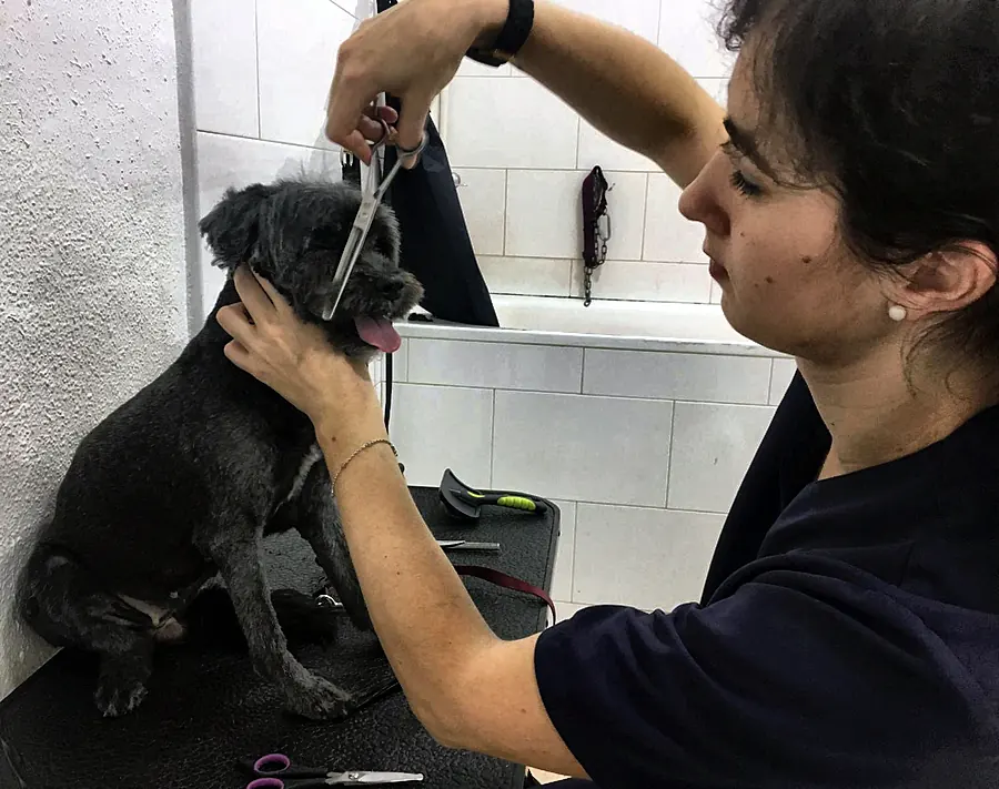 Patricia repasando a tijera la cara de un schnauzer en su peluquería canina de Alcantarilla